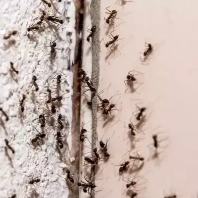 ants