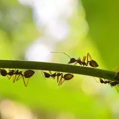 ants_on_plant