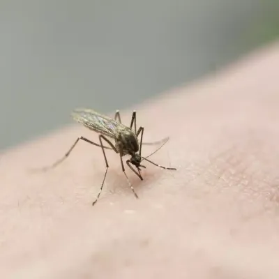 mosquito-on-skin