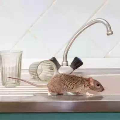 rodent-on-sink