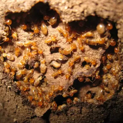 termite