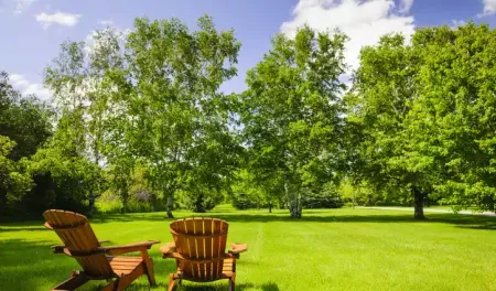 chairs-in-backyard-tree