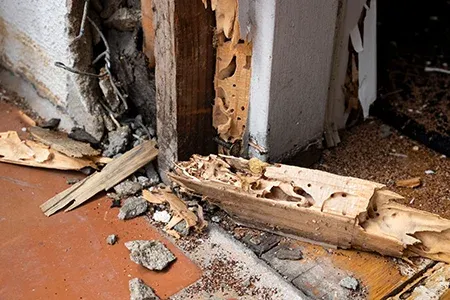 termite damage on door frame