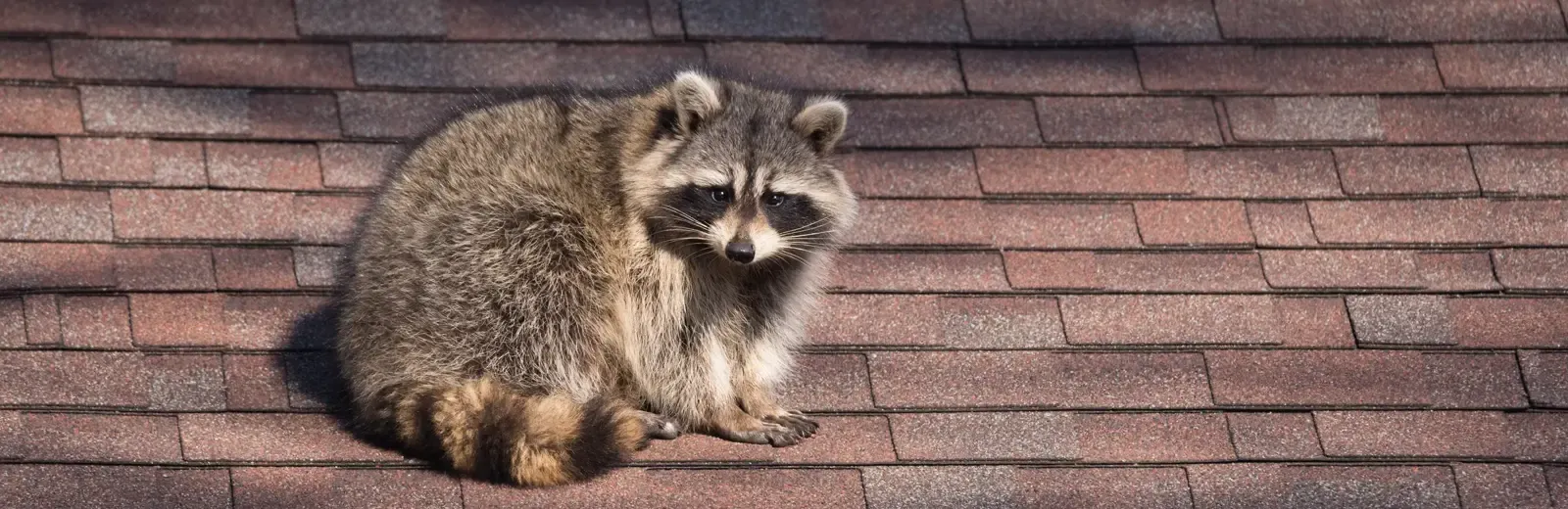 raccoon