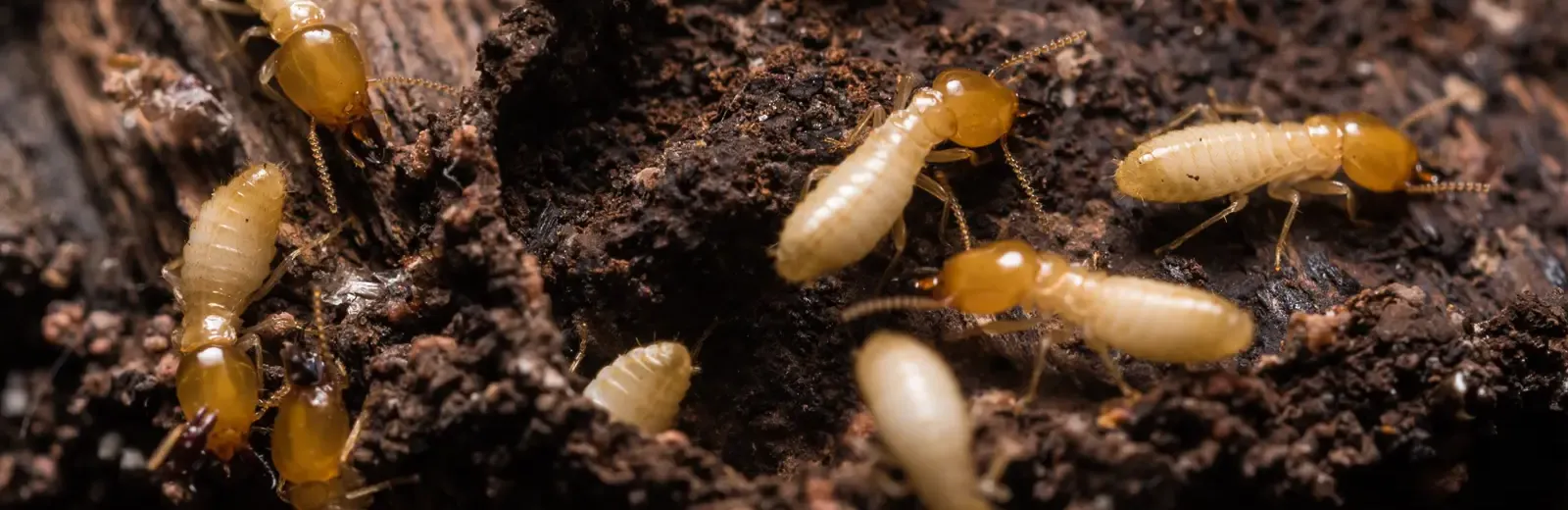 termites