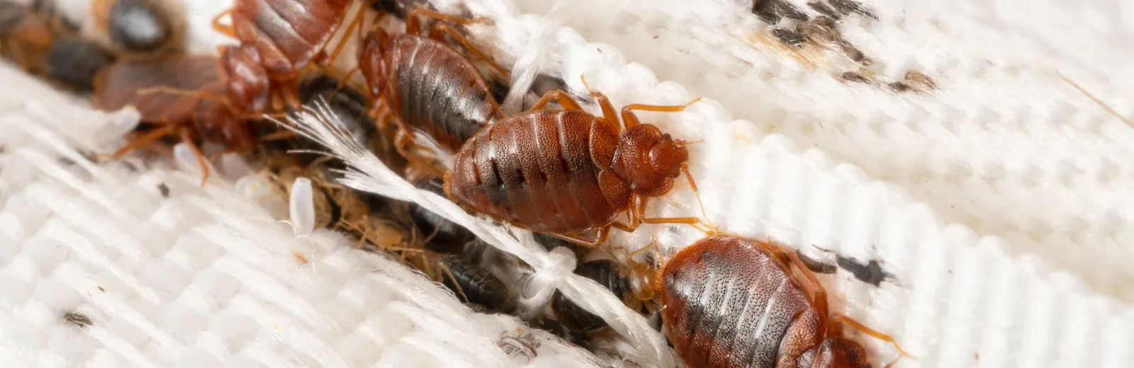 bed bugs on mattress