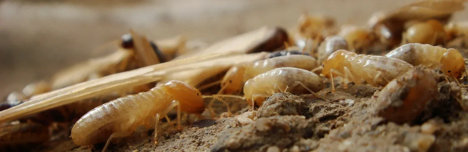 termites on wood